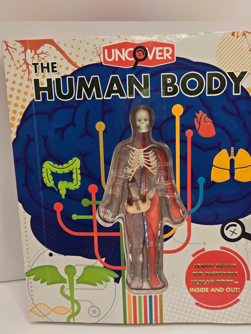 Uncover the Human Body Hardcover By Colombo Luann - Good